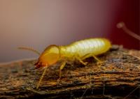 Main Street Termite Experts image 1